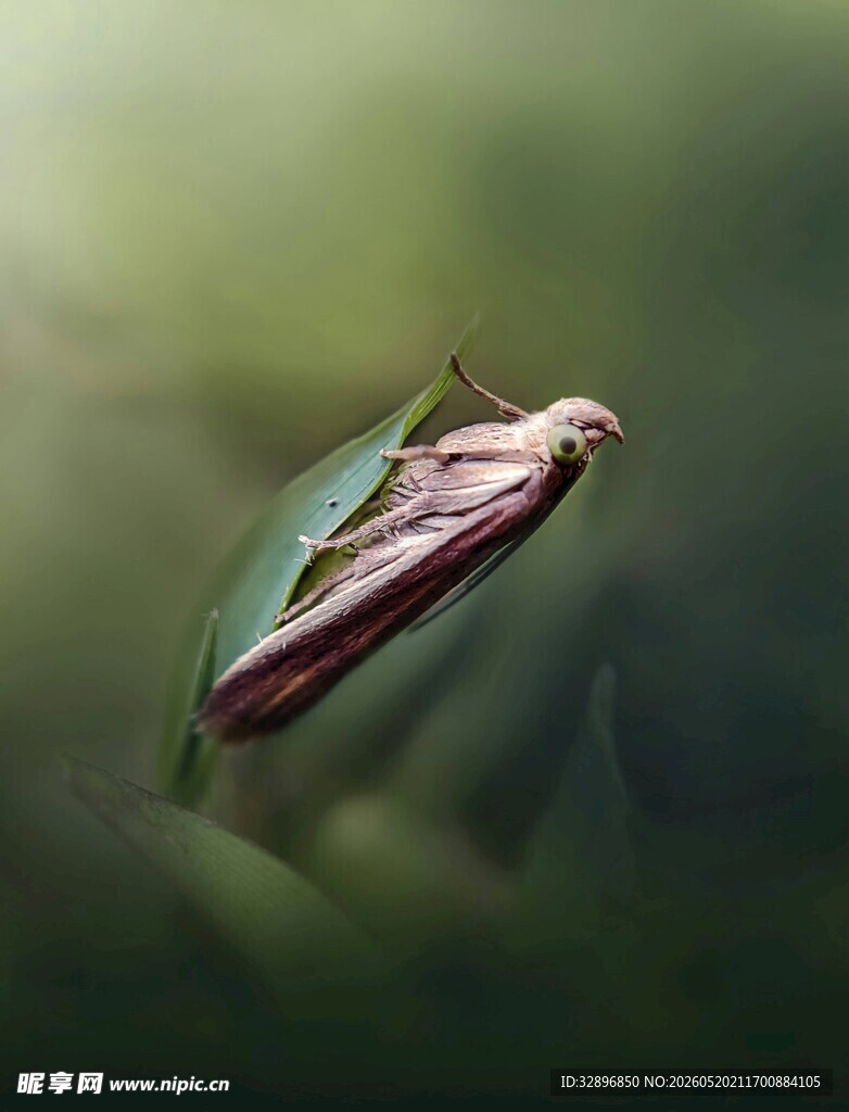绿叶上的神秘紫色昆虫