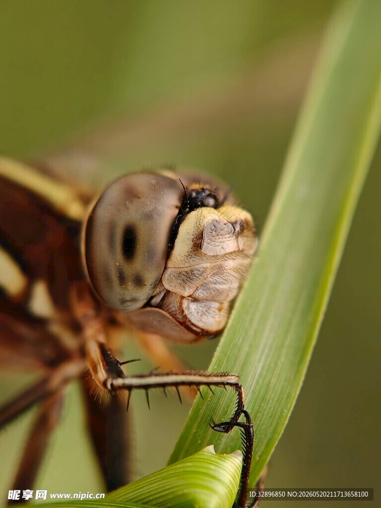 蜻蜓特写专注于绿叶之上