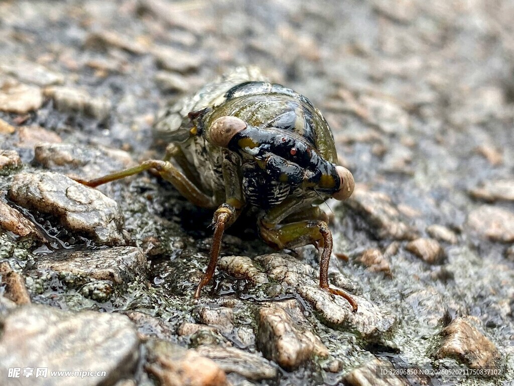 地面上的一只蝉