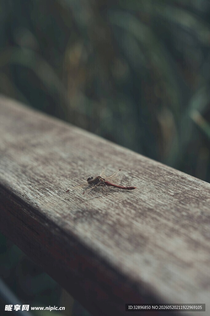 木上小昆虫