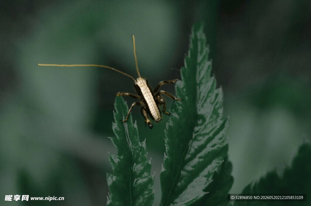 绿叶上的长触角昆虫