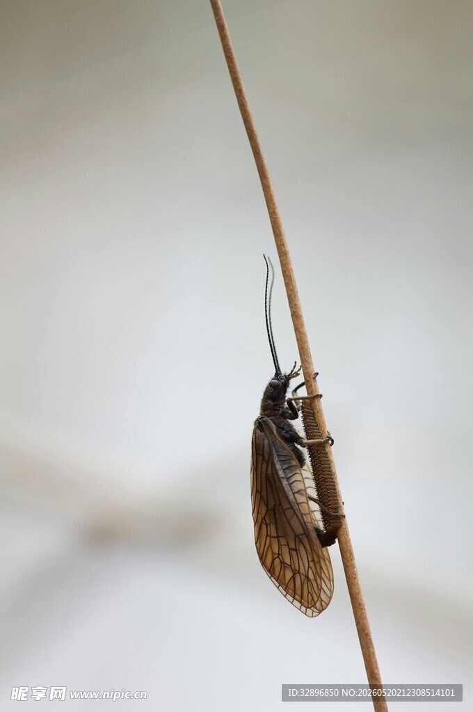 栖息于细枝上的褐色昆虫