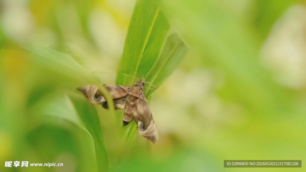 绿叶上的斑点昆虫