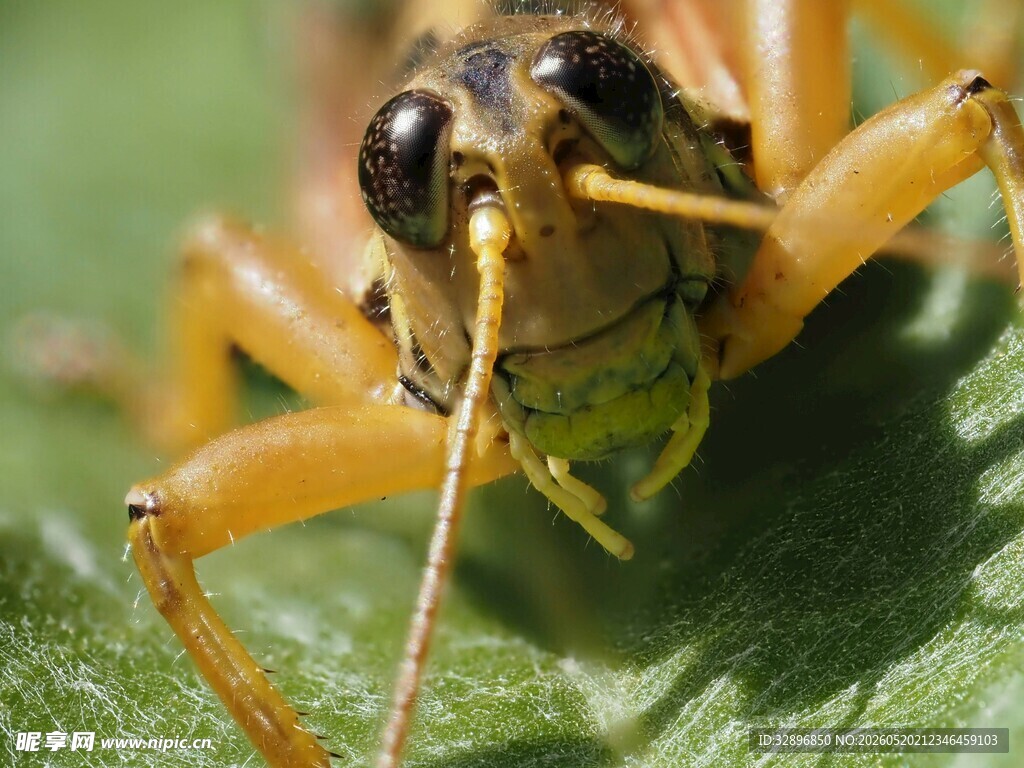 微距下的蝗虫特写