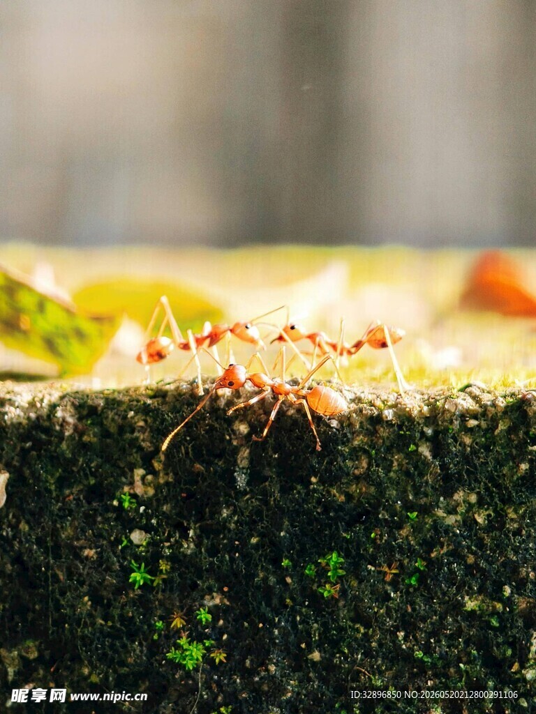 蚂蚁在苔藓上忙碌