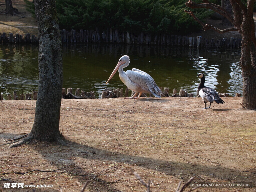 岸边鹈鹕与其他鸟类