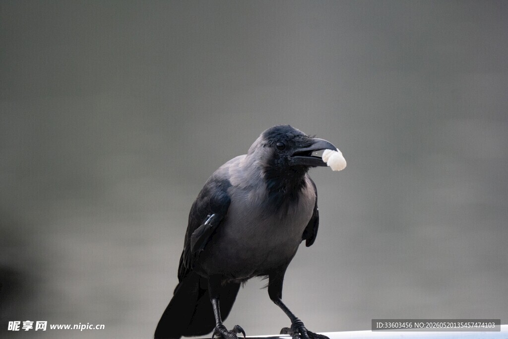 站在栏杆上叼物的黑鸟