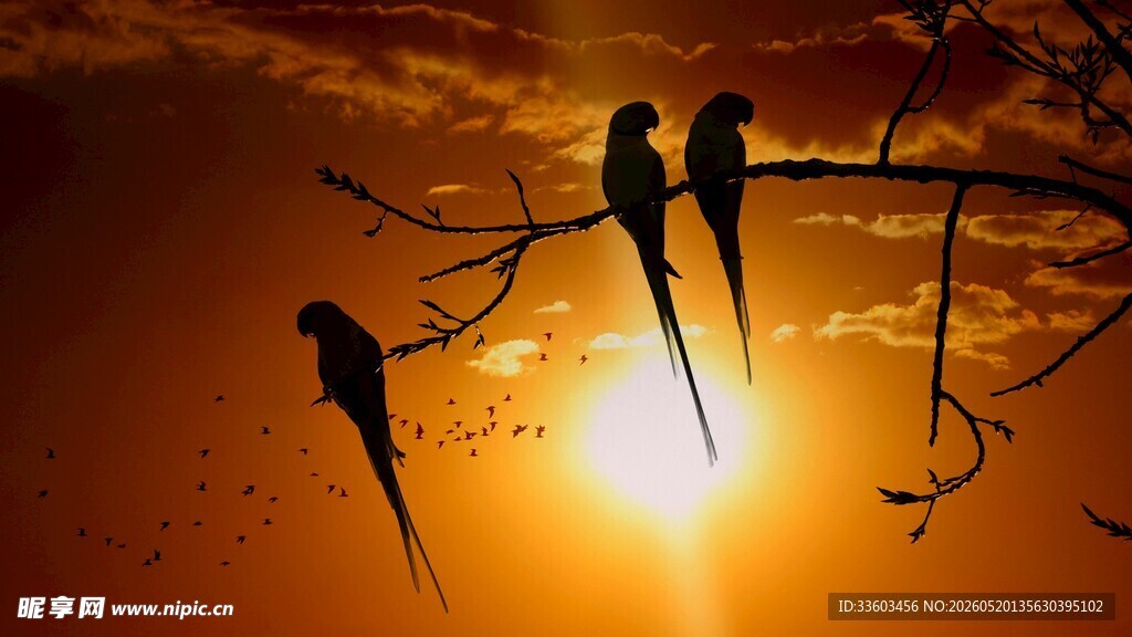 夕阳下鸟儿栖于枝头