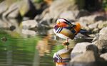 溪边彩羽翠鸟静立