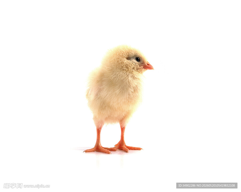 可爱小鸡独立