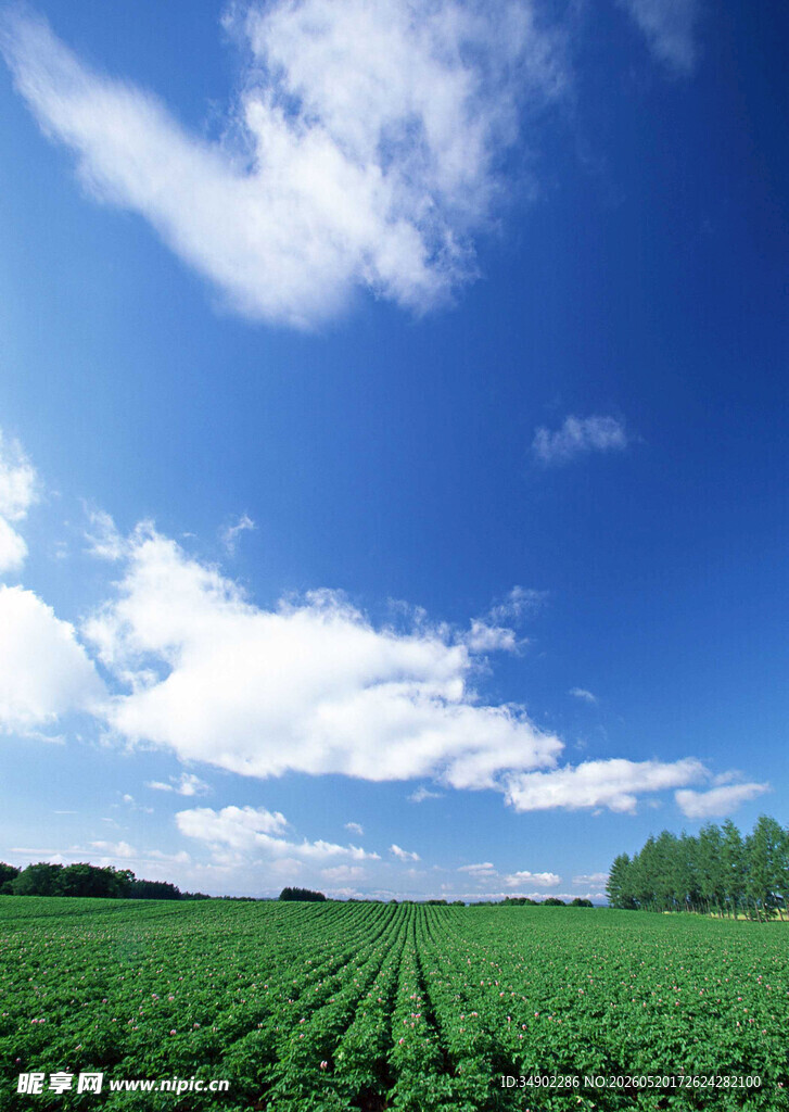 广袤绿野