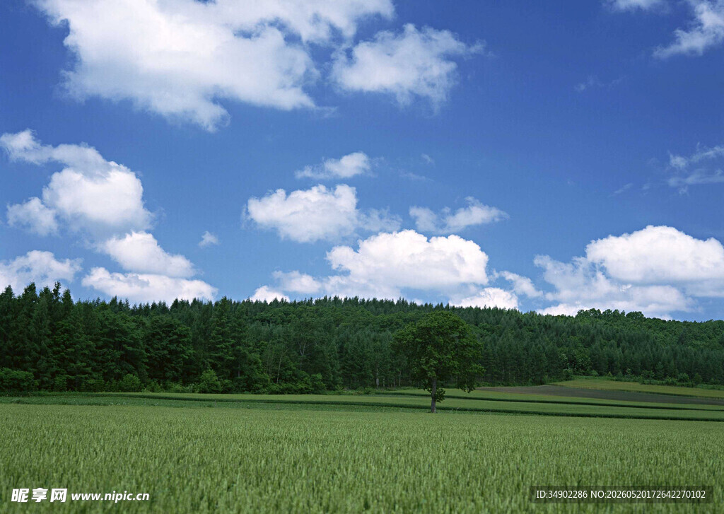 广袤绿野与蓝天白云美景