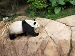 岩石上的可爱大熊猫
