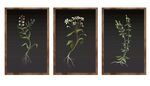 植物装饰挂画
