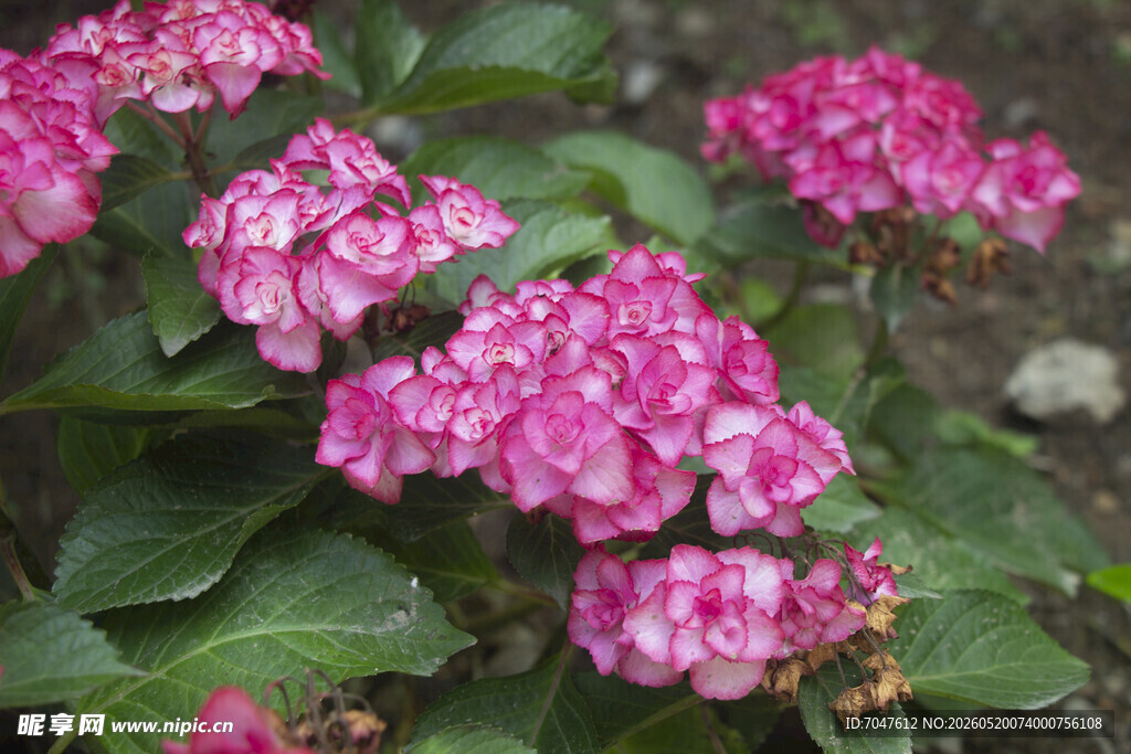 八仙花娇艳粉色绣球花绽放