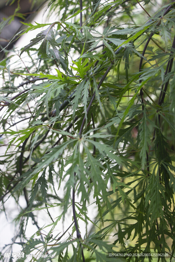 羽毛槭翠绿繁茂的植物枝叶