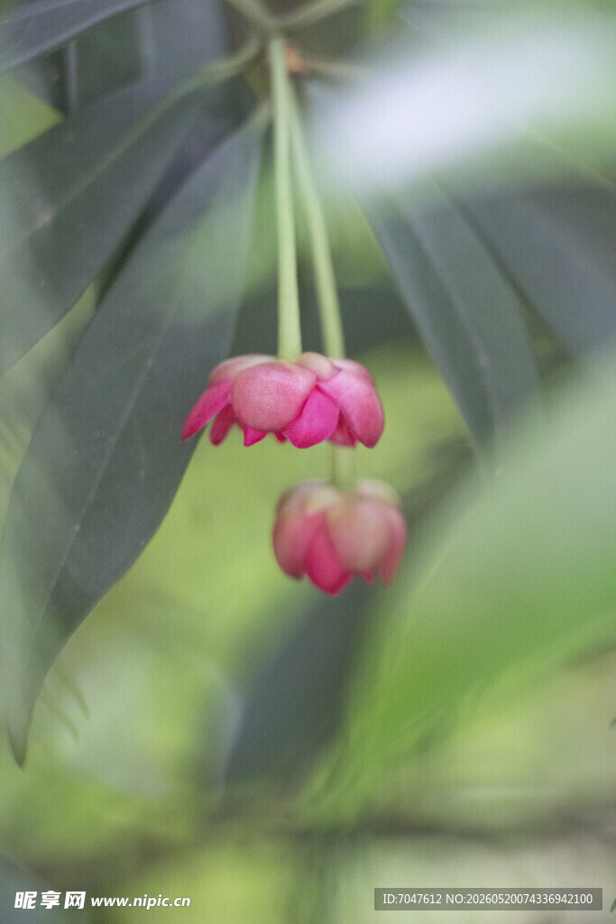 两朵粉嫩花朵垂于绿叶间