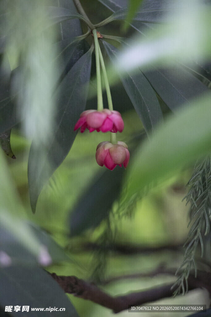 枝头粉色花朵