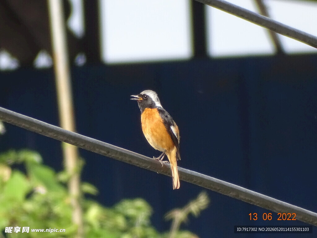 小鸟栖息于电线上