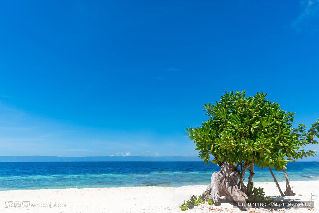 海边孤树碧海蓝天美景