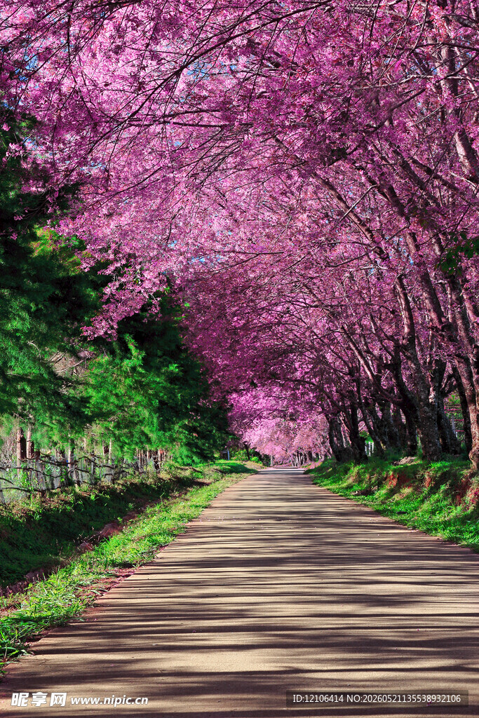 樱花烂漫的林间小道