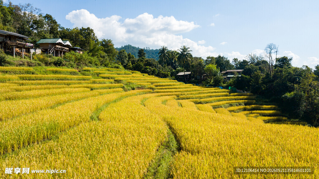金黄梯田美景