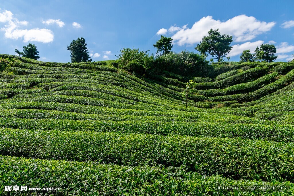 翠绿茶园美景