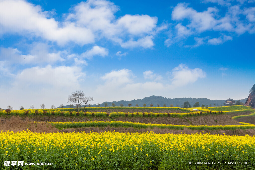 春日田野油菜花美景