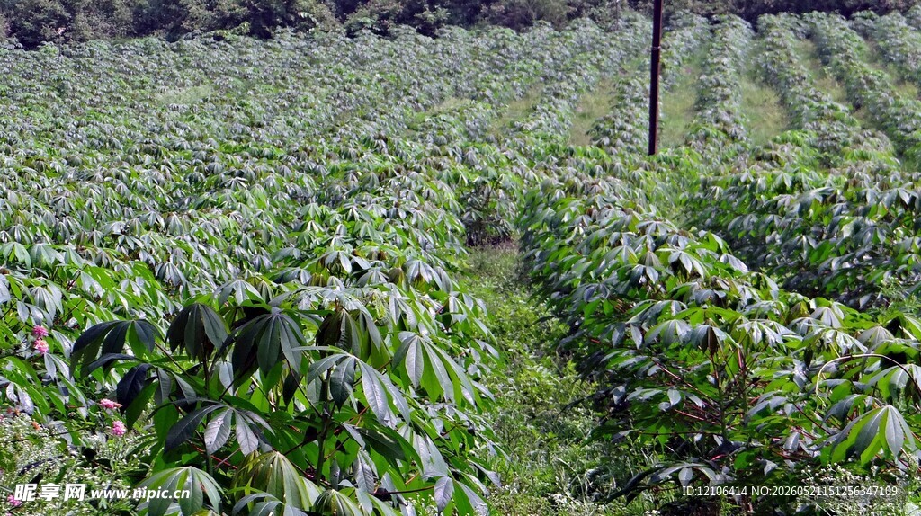 绿意盎然的农作物种植地