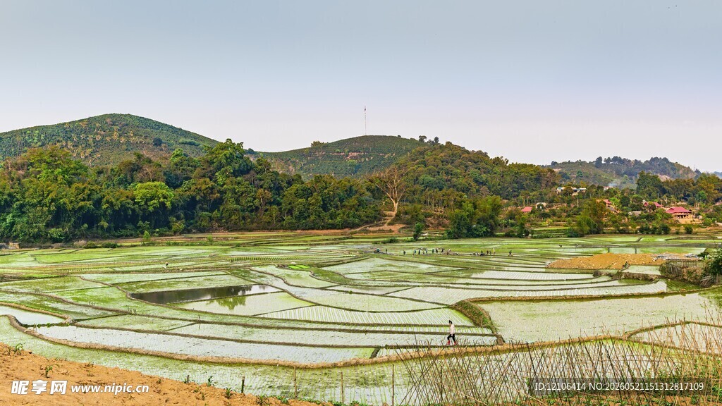 田园风光中的层层水稻梯田