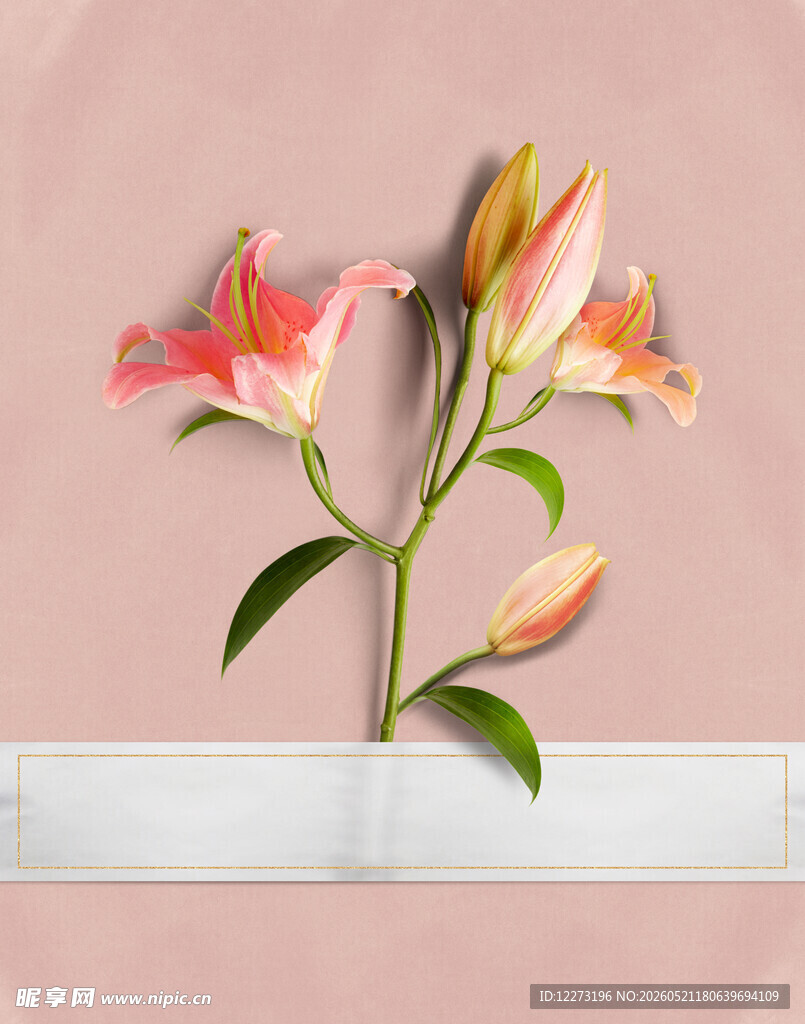 粉色百合插花静物图