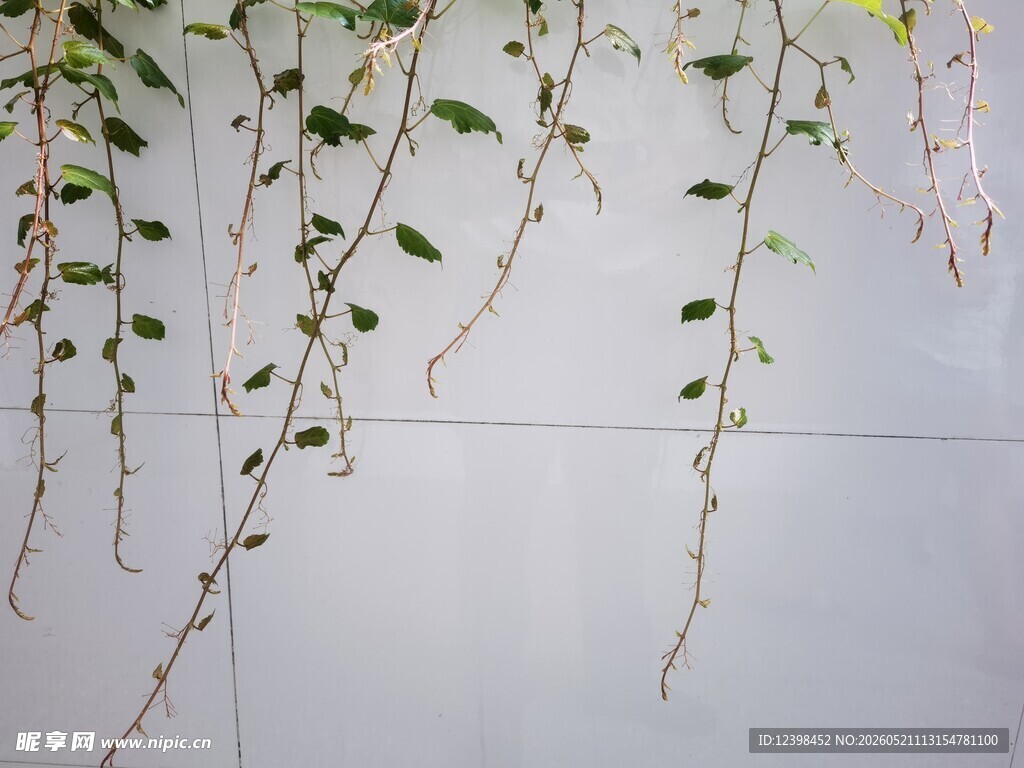 垂吊绿植墙面清新风景线