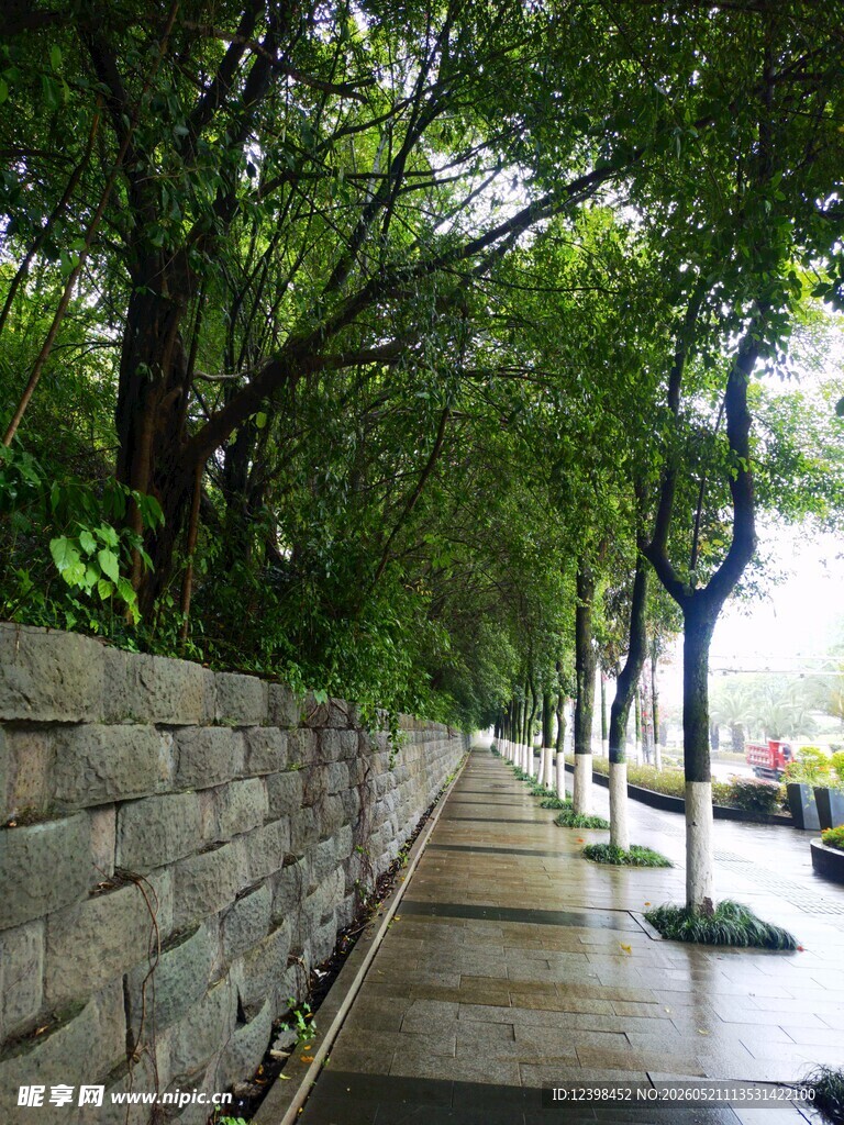 雨后林荫小道
