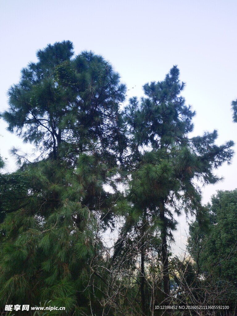挺拔松树