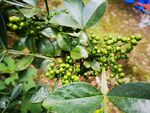 枝头花椒果实
