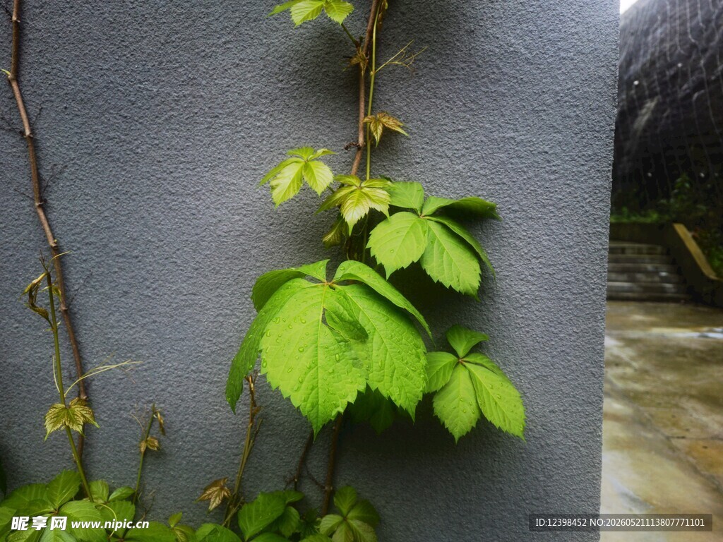 墙上攀爬的翠绿藤蔓植物