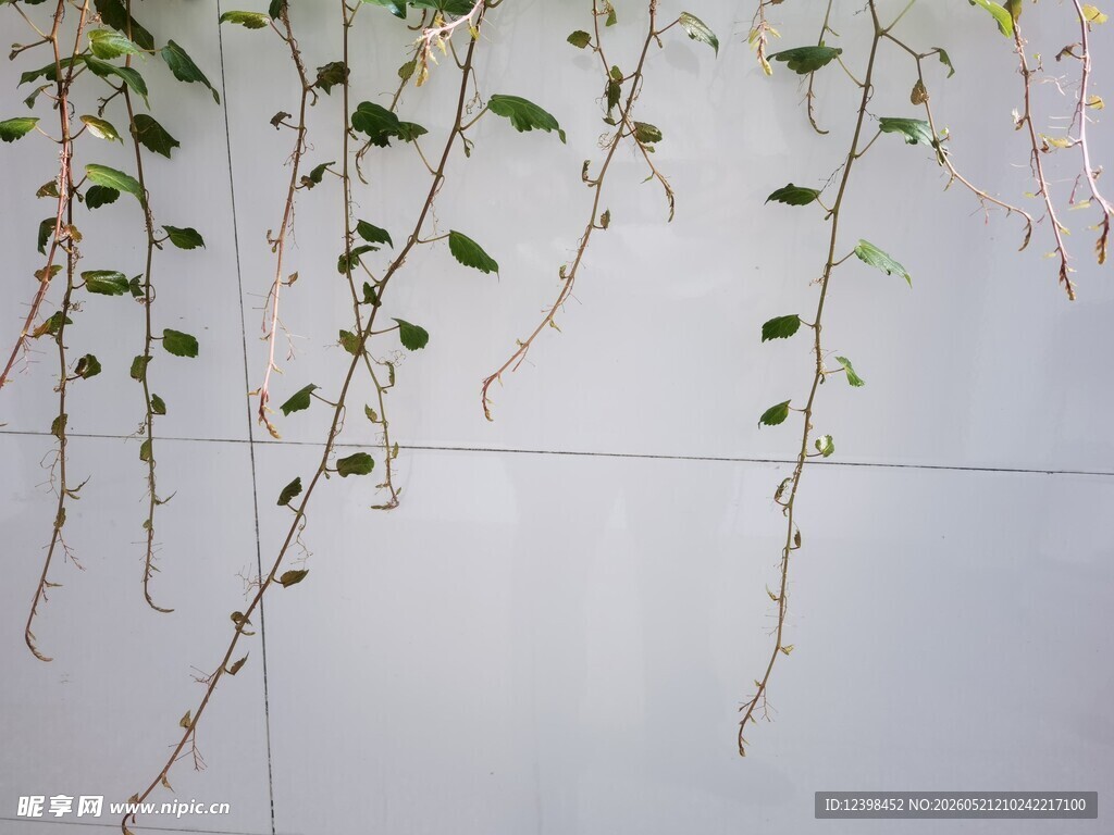 垂挂绿植装点白色墙面