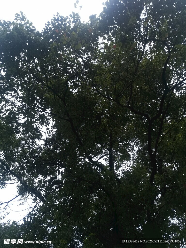 仰视繁茂绿树树冠