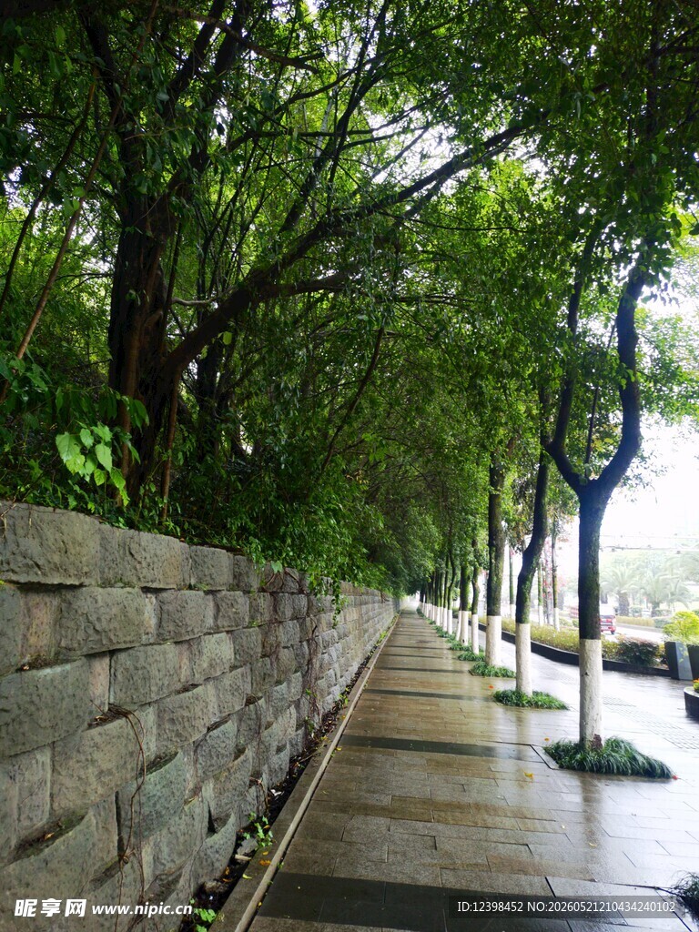雨后绿荫小道