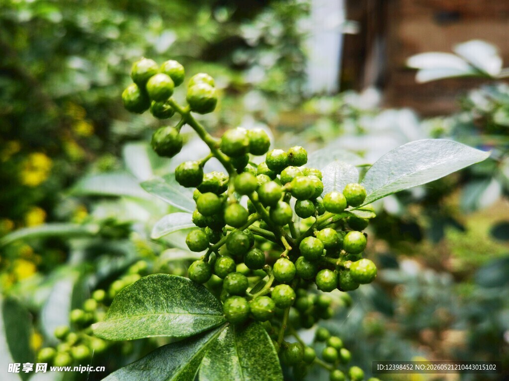 嫩绿花椒果