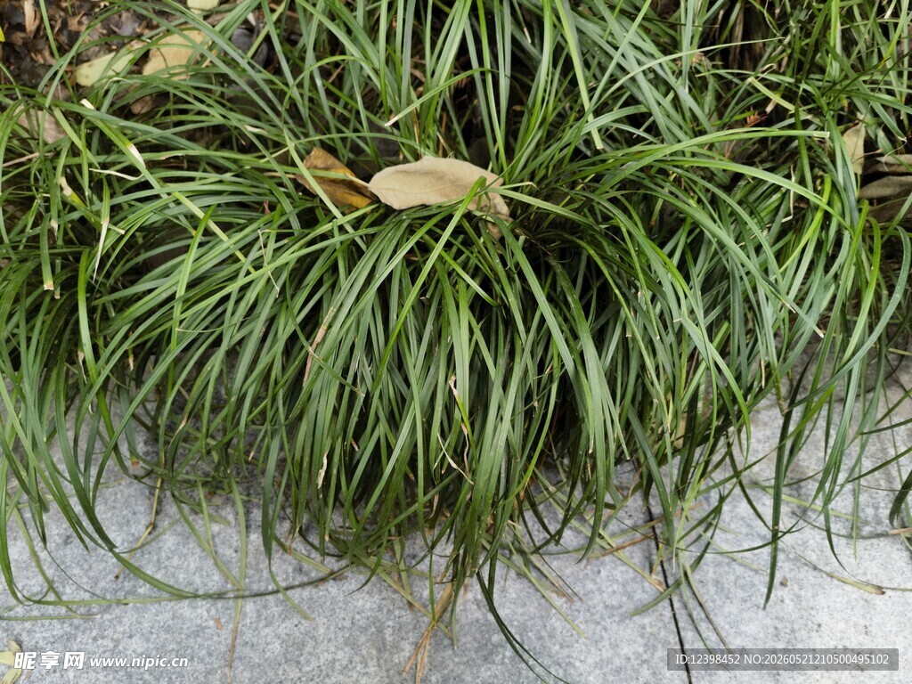 翠绿细长草叶特写