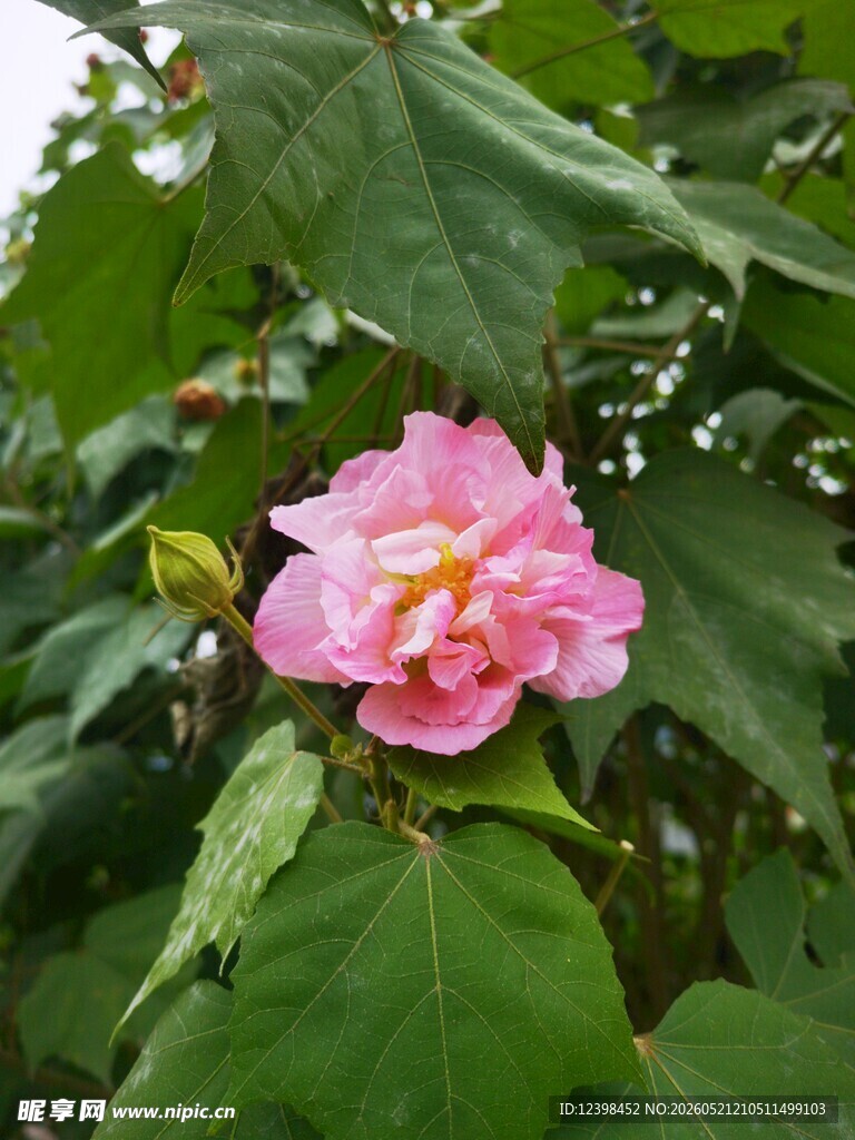 娇艳木槿花绽放绿叶间