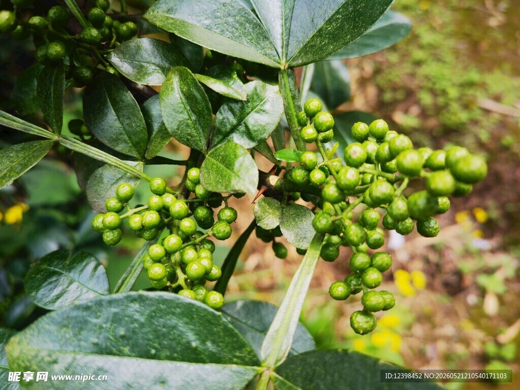 绿叶间的青花椒果实