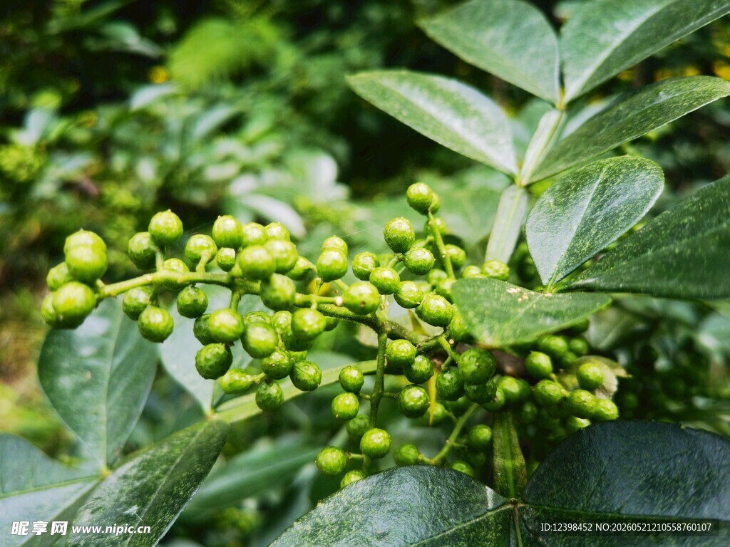绿色植物上的青嫩果实