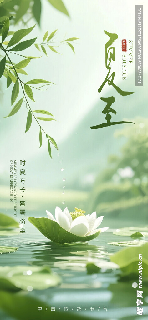 夏日荷塘诗意人生