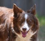 快乐奔跑的棕白边牧犬