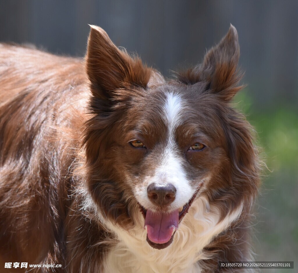 快乐奔跑的棕白边牧犬