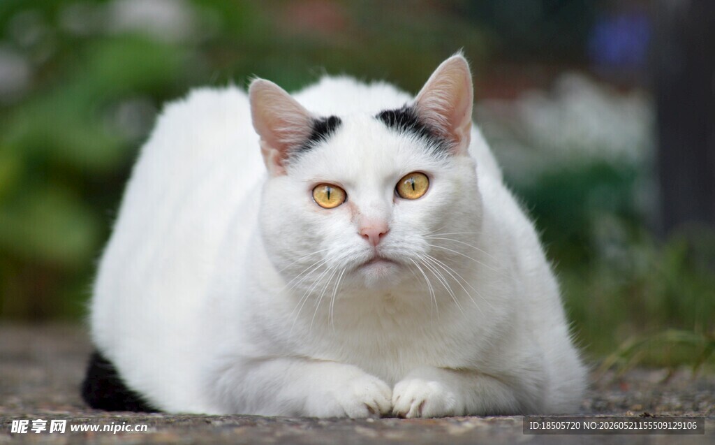 趴着的黑白花纹可爱猫咪