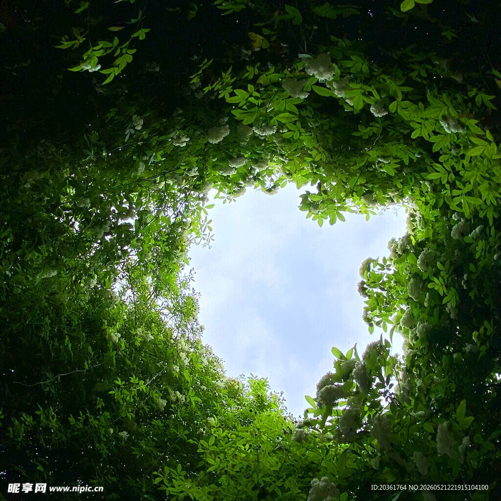 透过绿荫仰望蔚蓝天空