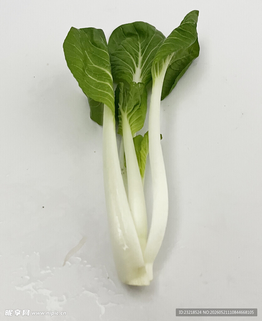 小白菜